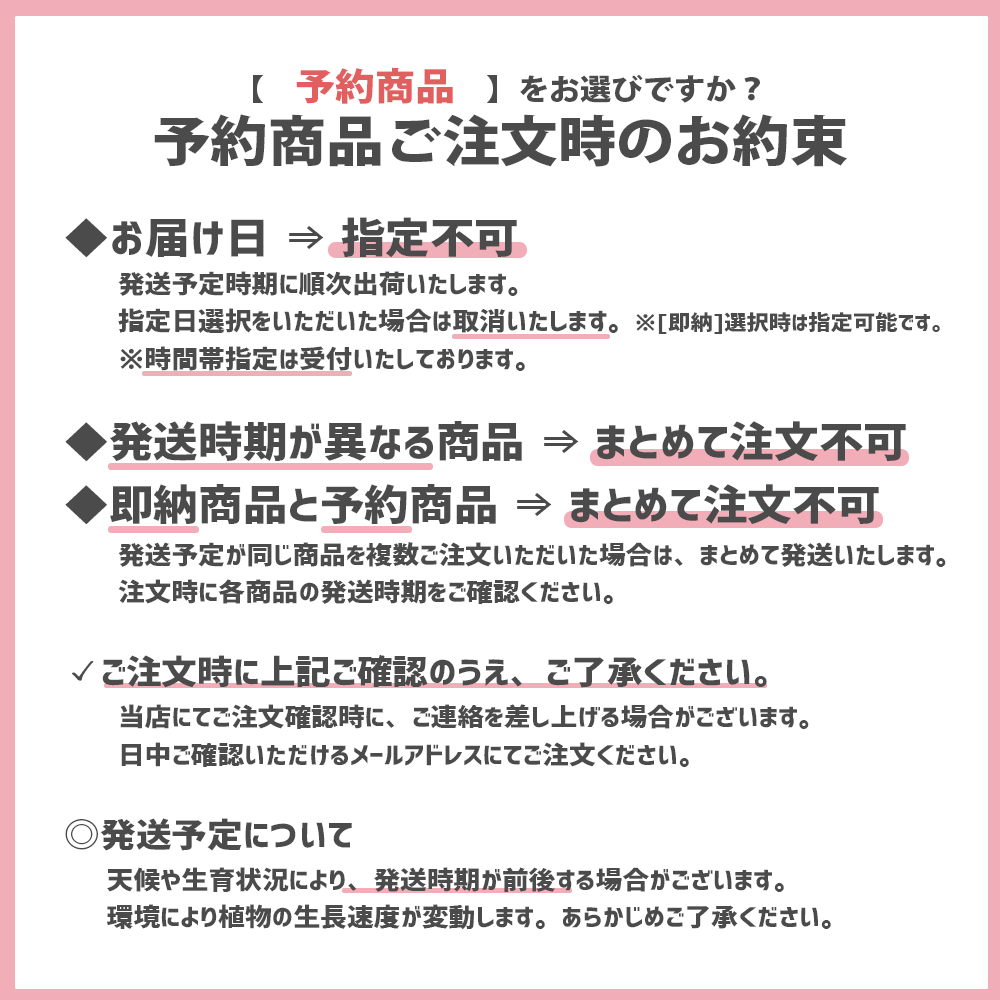 旨辛トウガラシ プチファイヤー【BN硬質18cmポット自根苗/1個+肥料付】