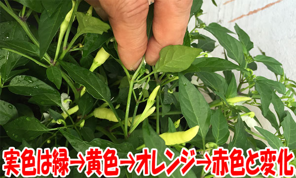 旨辛トウガラシ プチファイヤー【BN硬質18cmポット自根苗/1個+肥料付】