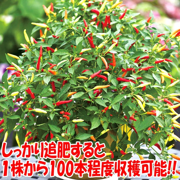 旨辛トウガラシ プチファイヤー【BN硬質18cmポット自根苗/1個+肥料付】