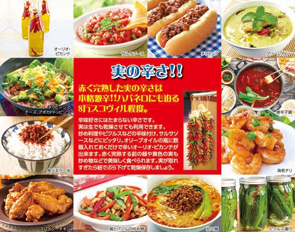 旨辛トウガラシ プチファイヤー【BN硬質18cmポット自根苗/1個+肥料付】