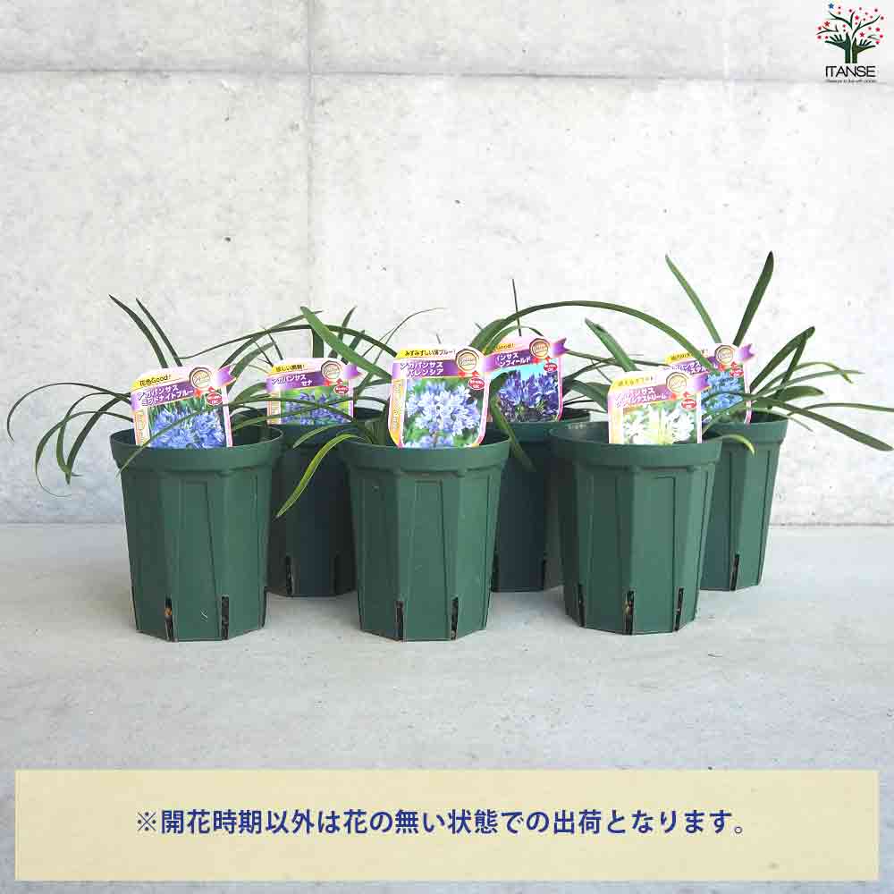 アガパンサス 幼苗　(50株)　　　まとめ買い超お得！ hanaikushop_ki-tanen-631