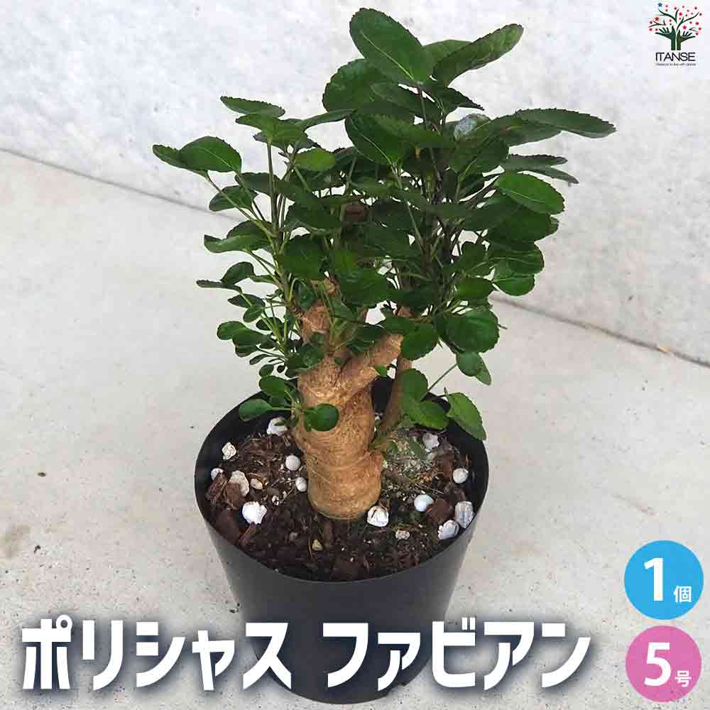 観葉植物 ポリシャス ファビアン 【観葉植物 5号鉢／1個売り