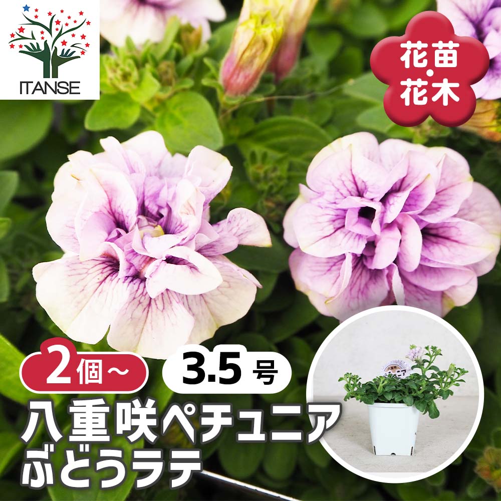 八重咲きペチュニア ぶどうラテ2個～【花苗3.5号ポット苗 】｜ 【植物