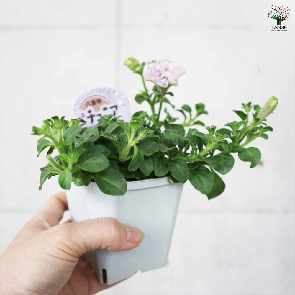 八重咲きペチュニア ぶどうラテ2個～【花苗3.5号ポット苗 】｜ 【植物