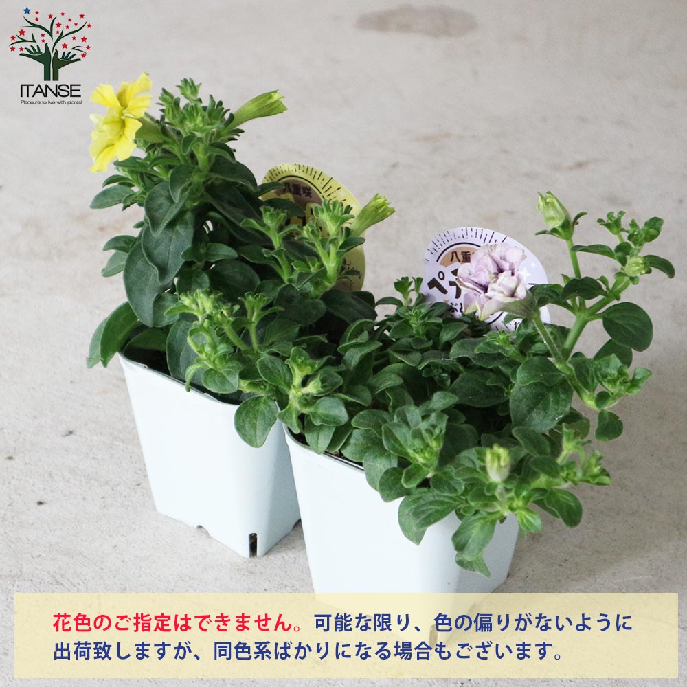 八重咲きペチュニア ラテシリーズ2個～【花苗3.5号ポット苗 カラフル