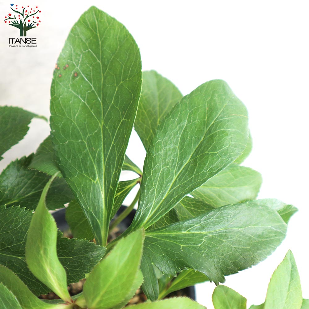 クリスマスローズ 八重咲品種・色ミックス見計らいセット2個～【花苗 4