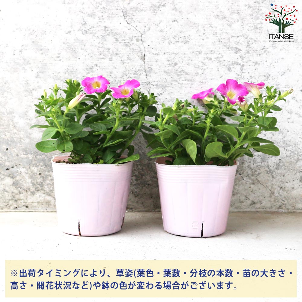 ペチュニア マドンナの宝石 ピンク【花苗 3.5号】｜ 【植物の