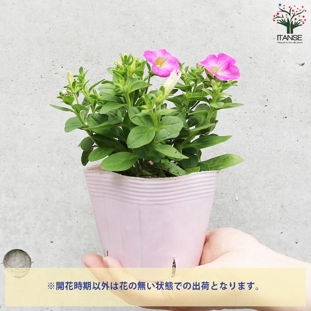ペチュニア マドンナの宝石 ピンク【花苗 3.5号】｜ 【植物の