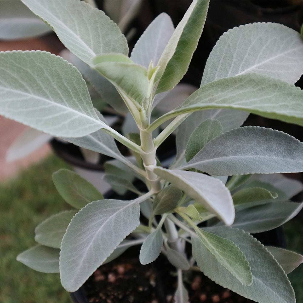 ホワイトセージ(サルビア・アピアナ) 10.5cm2個～【おうちで簡単！育て