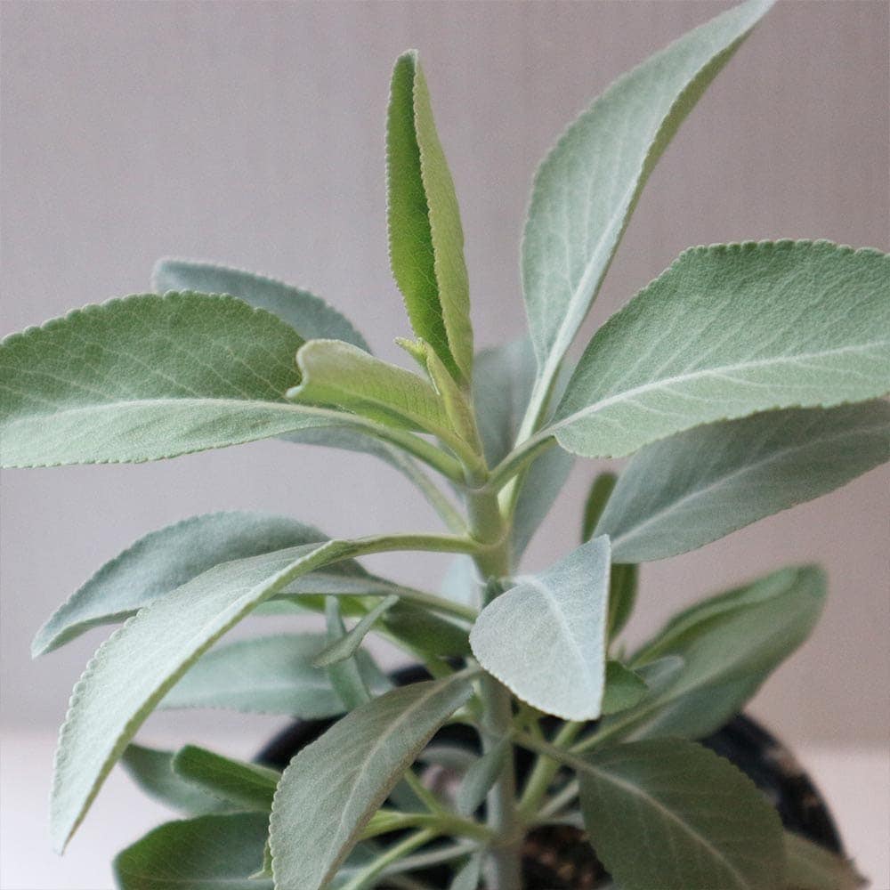 ホワイトセージ(サルビア・アピアナ) 10.5cm2個～【おうちで簡単！育て