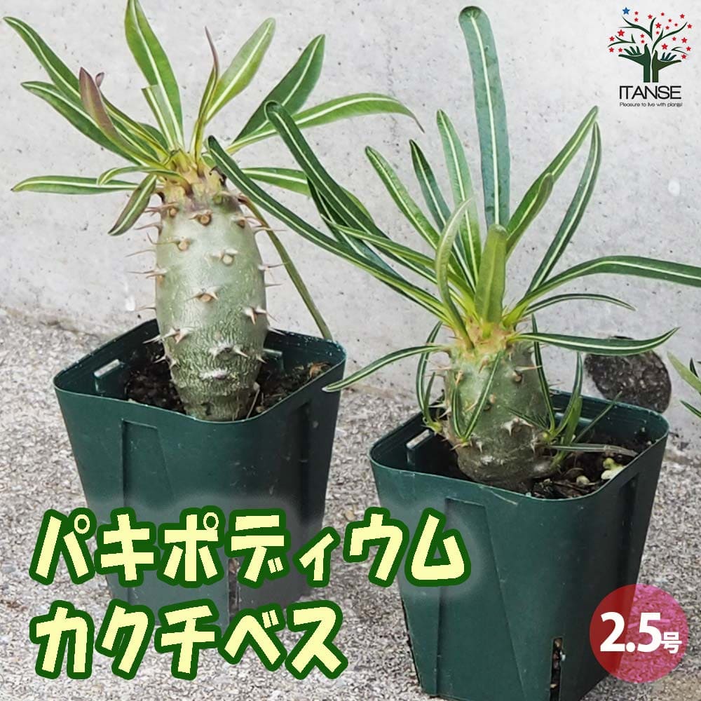 パキポディウム カクチペス Lサイズ【多肉植物 2.5号鉢】