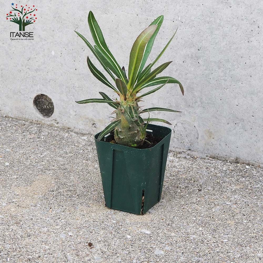 パキポディウム カクチペス Lサイズ【多肉植物 2.5号鉢