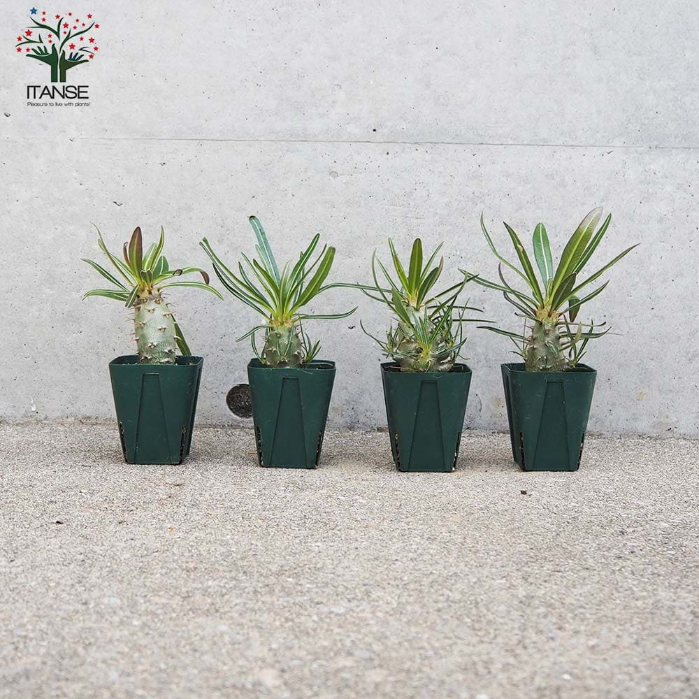 【セール中】パキポディウム　カクチペス　ダブルヘッド fit=scale-down,w=1200