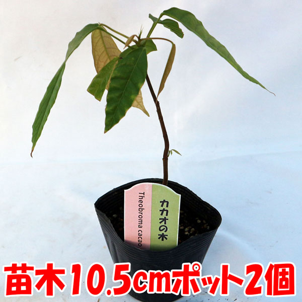 「カカオの木の苗木 10.5cmポット苗 お買い得2個セット」耐寒性は無く鉢植えで温度管理して栽培可能です。室内でのオシャレな観葉植物としても人気のトロピカル果樹です。果実はラグビーボールのような形をしており、「カカオポッド」と呼ばれます。