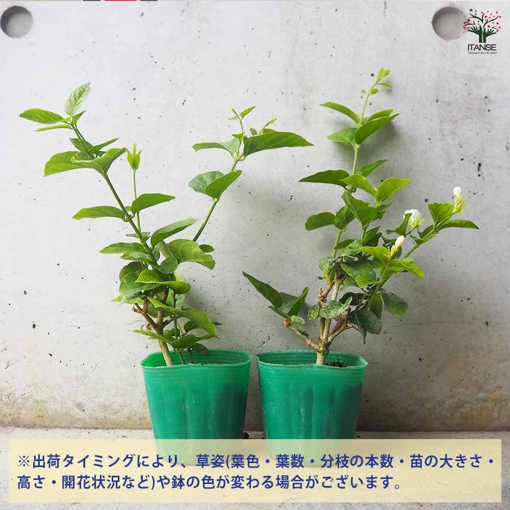 ジャスミン マツリカ 【花木苗 9cmポット／お買い得2個セット