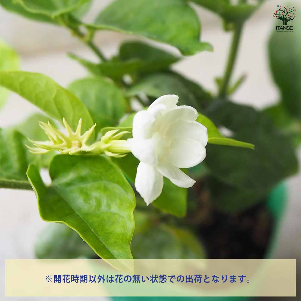 ジャスミン マツリカ 【花木苗 9cmポット／お買い得2個セット