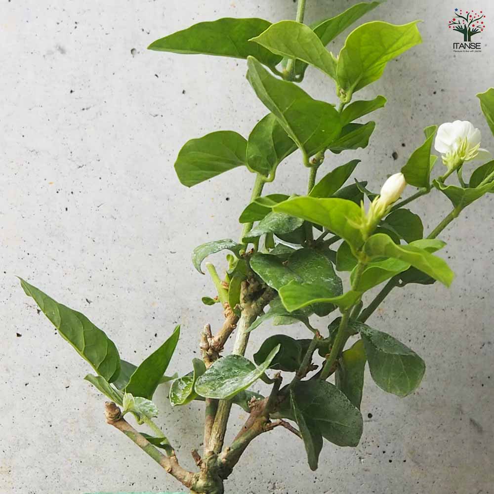 ジャスミン マツリカ 【花木苗 9cmポット/お買い得2個セット】