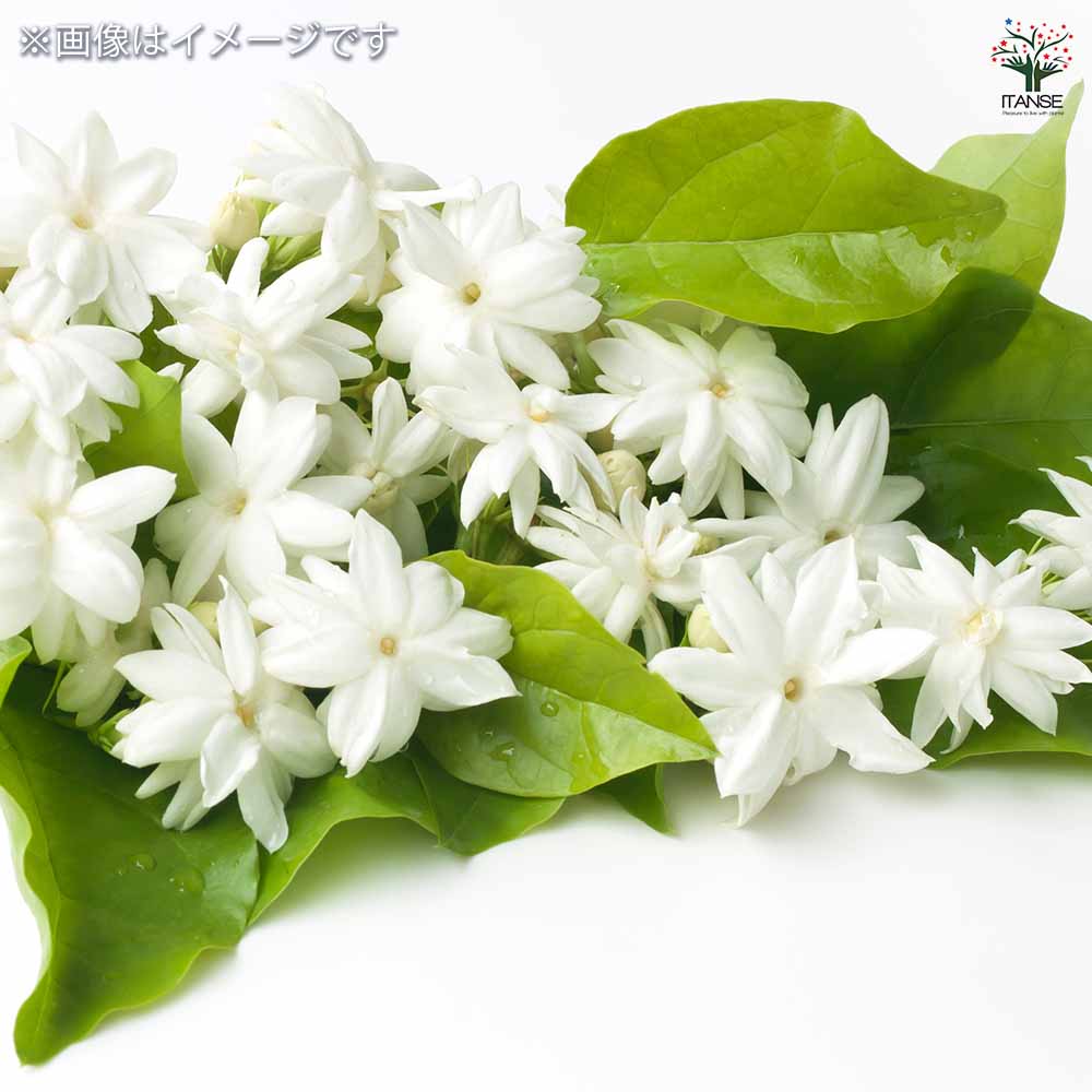 ジャスミン マツリカ 【花木苗 9cmポット/お買い得2個セット】