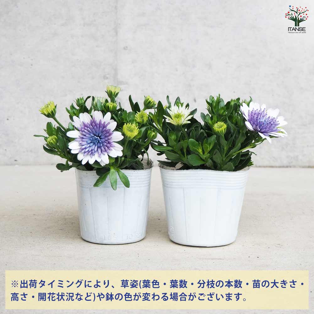 オステオスペルマム 3D ブルースティール 【花苗 3.5号ポット オステオスペルマム 3D ブルースティール 【花苗 3.5号ポット