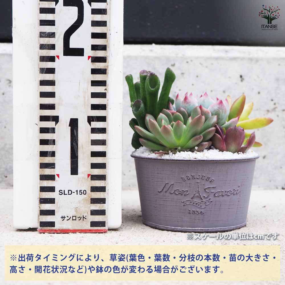 多肉寄植 ブリキ鉢 アッシュ 【多肉植物 4号鉢／1個売り】