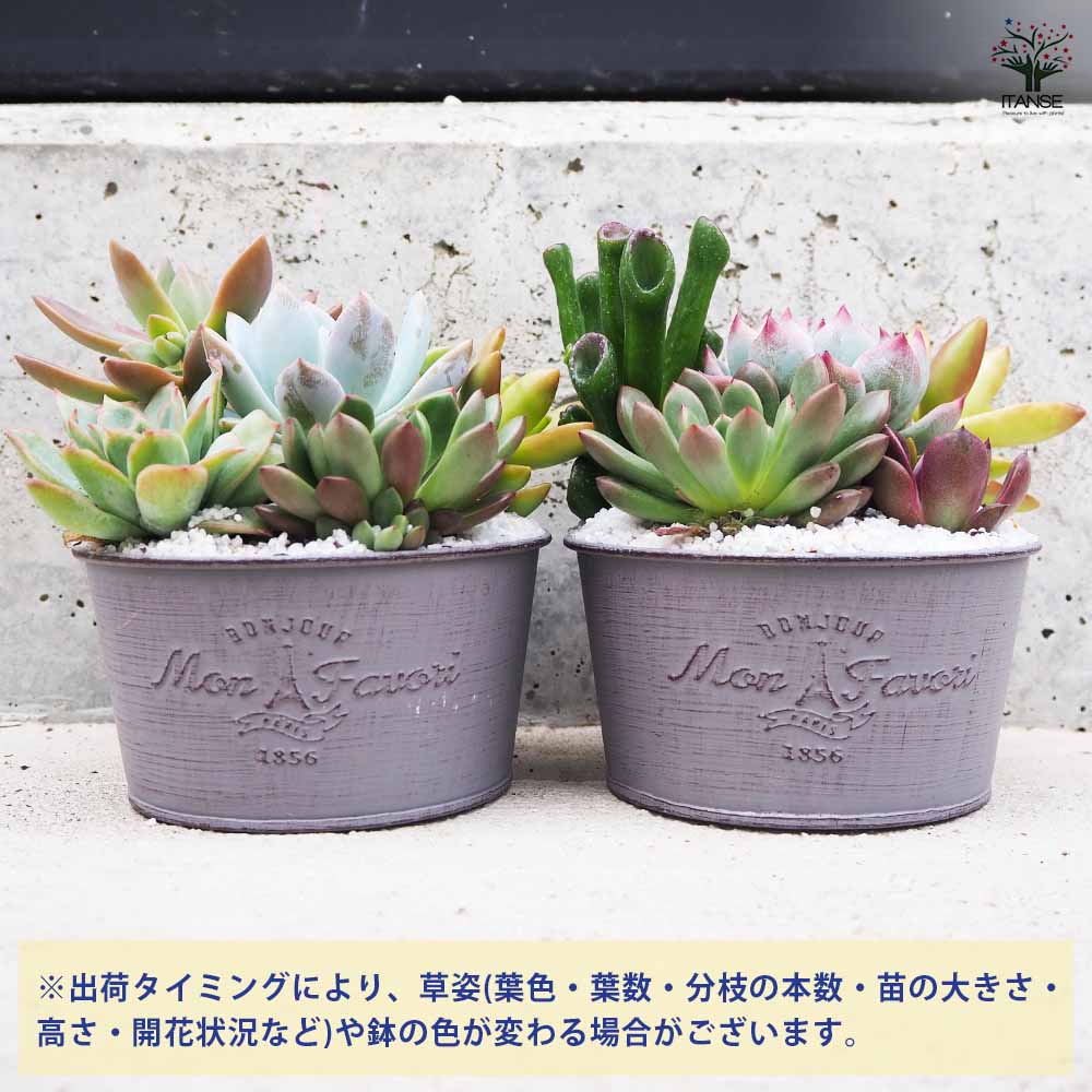 多肉寄植 ブリキ鉢 アッシュ 【多肉植物 4号鉢／1個売り】