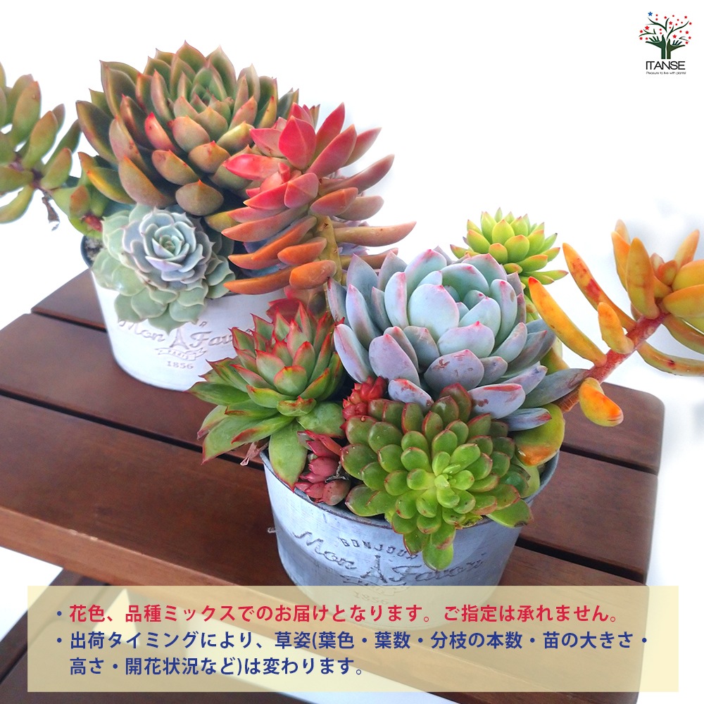 多肉寄植 ブリキ鉢 アッシュ 【多肉植物 4号鉢／1個売り】