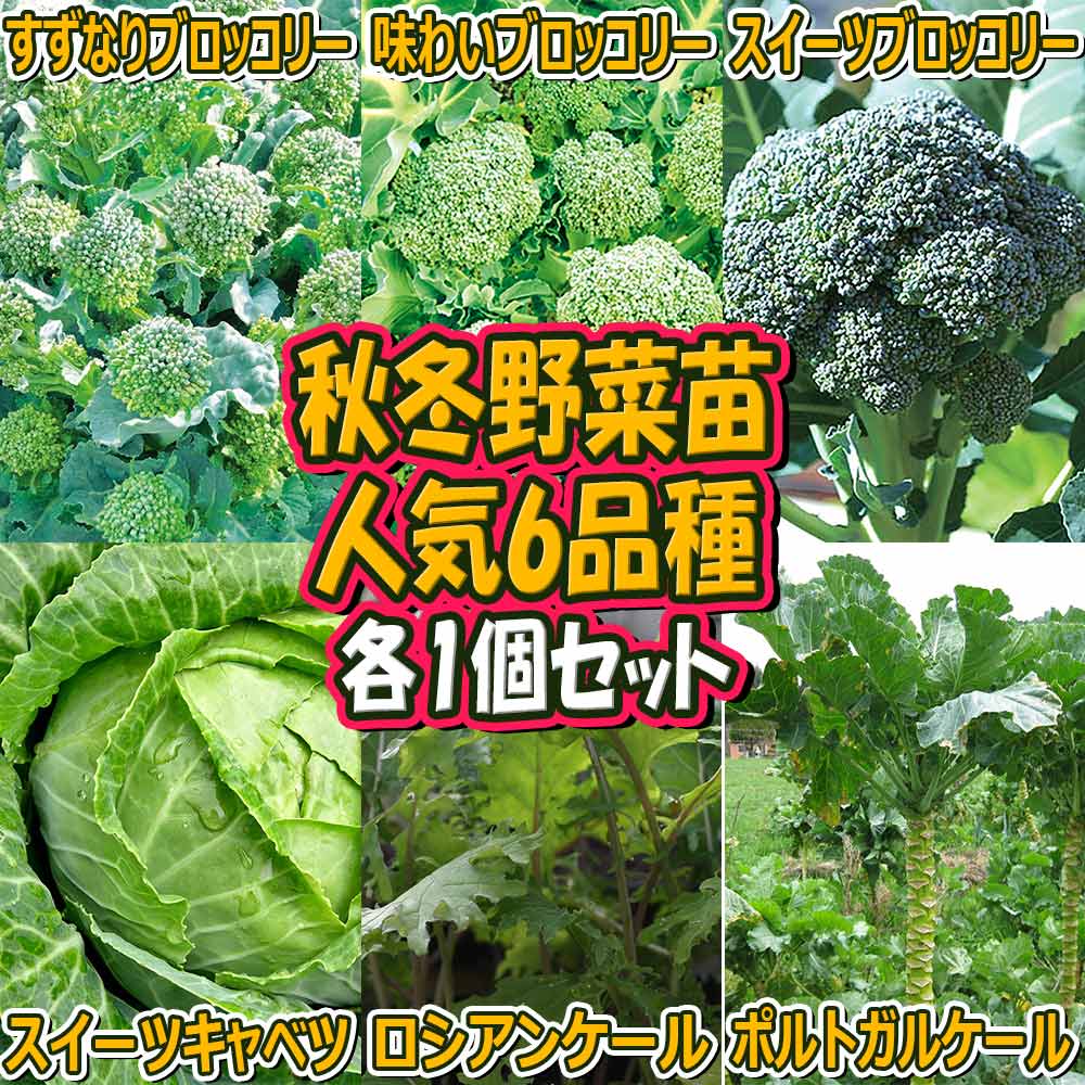 人気の秋冬野菜苗6品種セット セット品種:すずなりブロッコリー・味わいブロッコリー・スイーツブロッコリー・スイーツキャベツ・ロシアンケール・ポルトガルケール【野菜苗 9cmポット自根苗 各1個/合計6個】