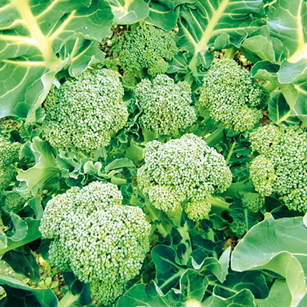 人気の秋冬野菜苗6品種セット セット品種:すずなりブロッコリー・味わいブロッコリー・スイーツブロッコリー・スイーツキャベツ・ロシアンケール・ポルトガルケール【野菜苗 9cmポット自根苗 各1個/合計6個】