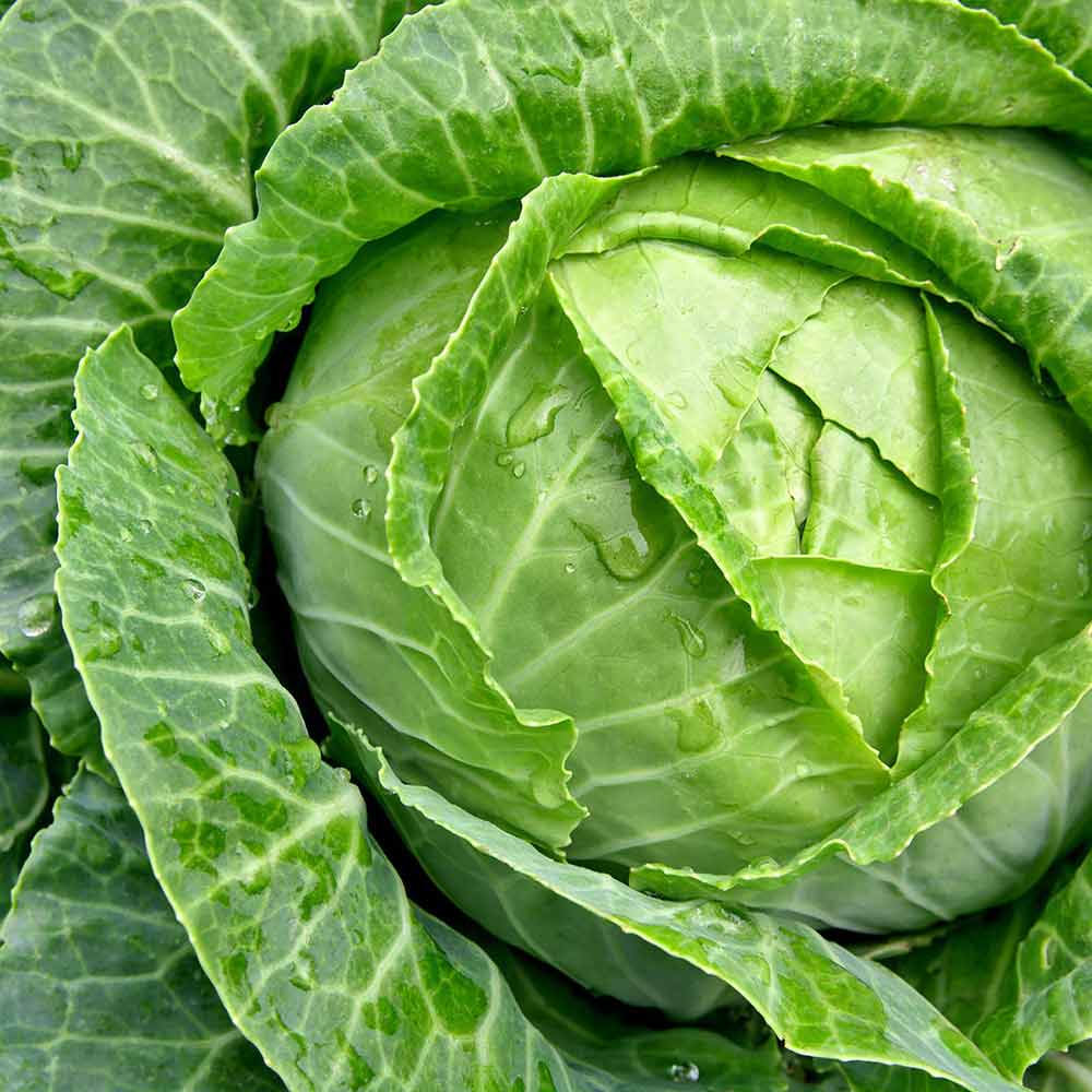 人気の秋冬野菜苗6品種セット セット品種:すずなりブロッコリー・味わいブロッコリー・スイーツブロッコリー・スイーツキャベツ・ロシアンケール・ポルトガルケール【野菜苗 9cmポット自根苗 各1個/合計6個】