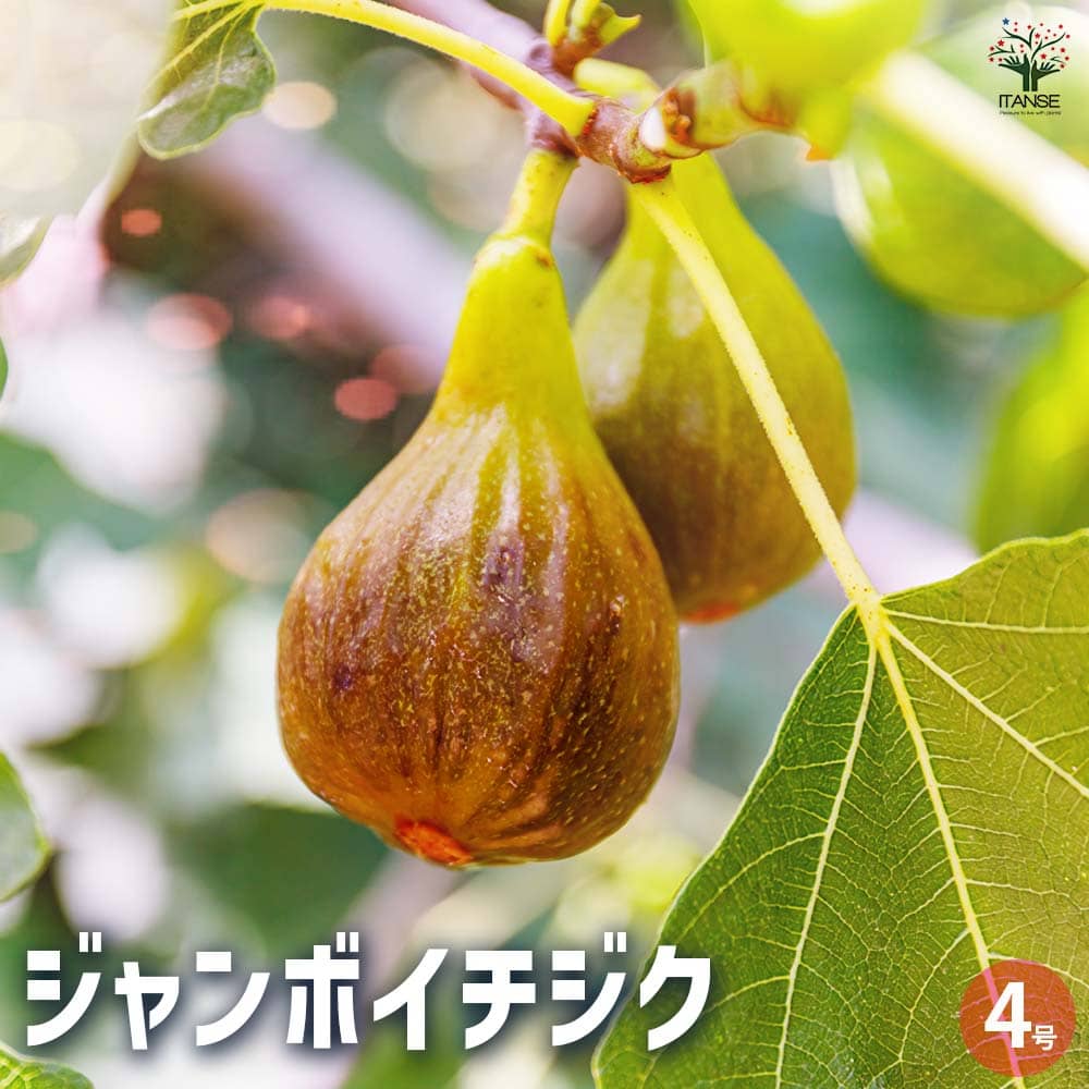 moco イチジク いちじく 穂木 苗 イチジク 苗 【ロンドボーデックス】 1年生 挿し木 ポット苗