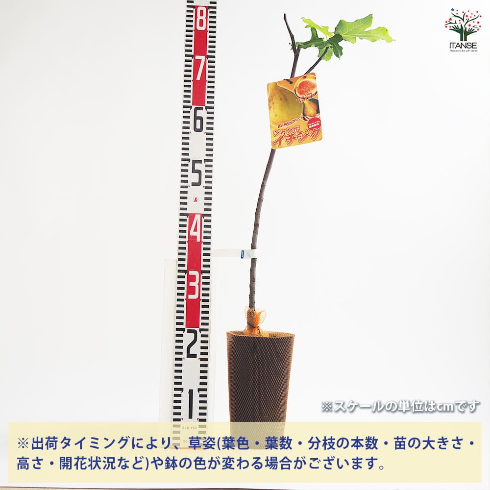 イチジク ジャンボイチジク 【果樹の苗木 4号／1個売り】