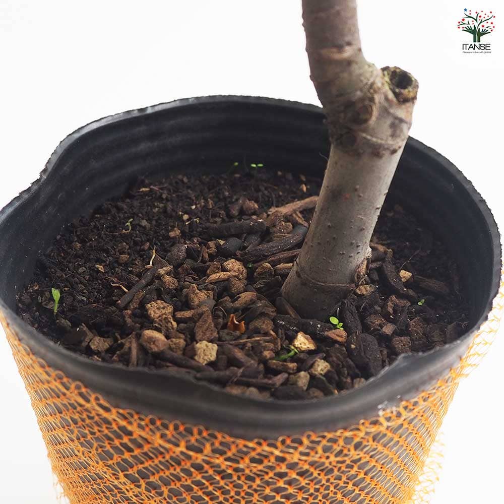 いちじく 苗木4本