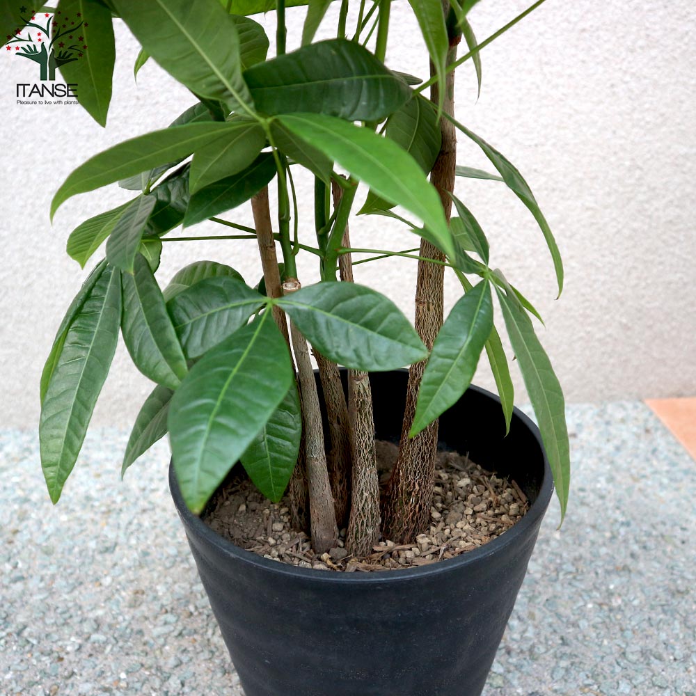 モンステラ ポトス 黒 棒付け 園芸支柱 園芸用支柱 支柱 ガーデニング エアプランツ 60cm 600 ヘゴ代用品 フェゴ 観葉植物 園芸