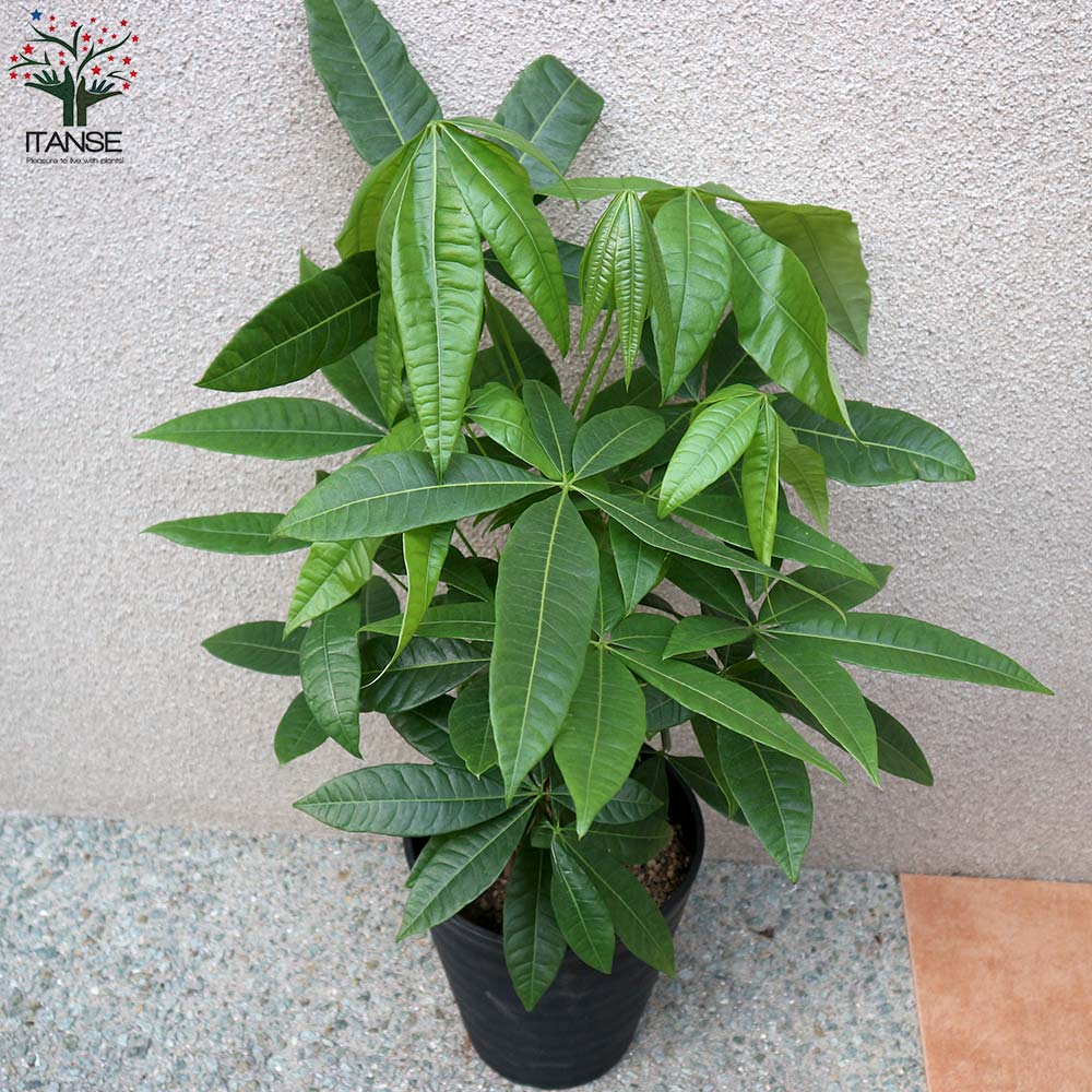 Itanse良品ｾﾚｸﾄ通販