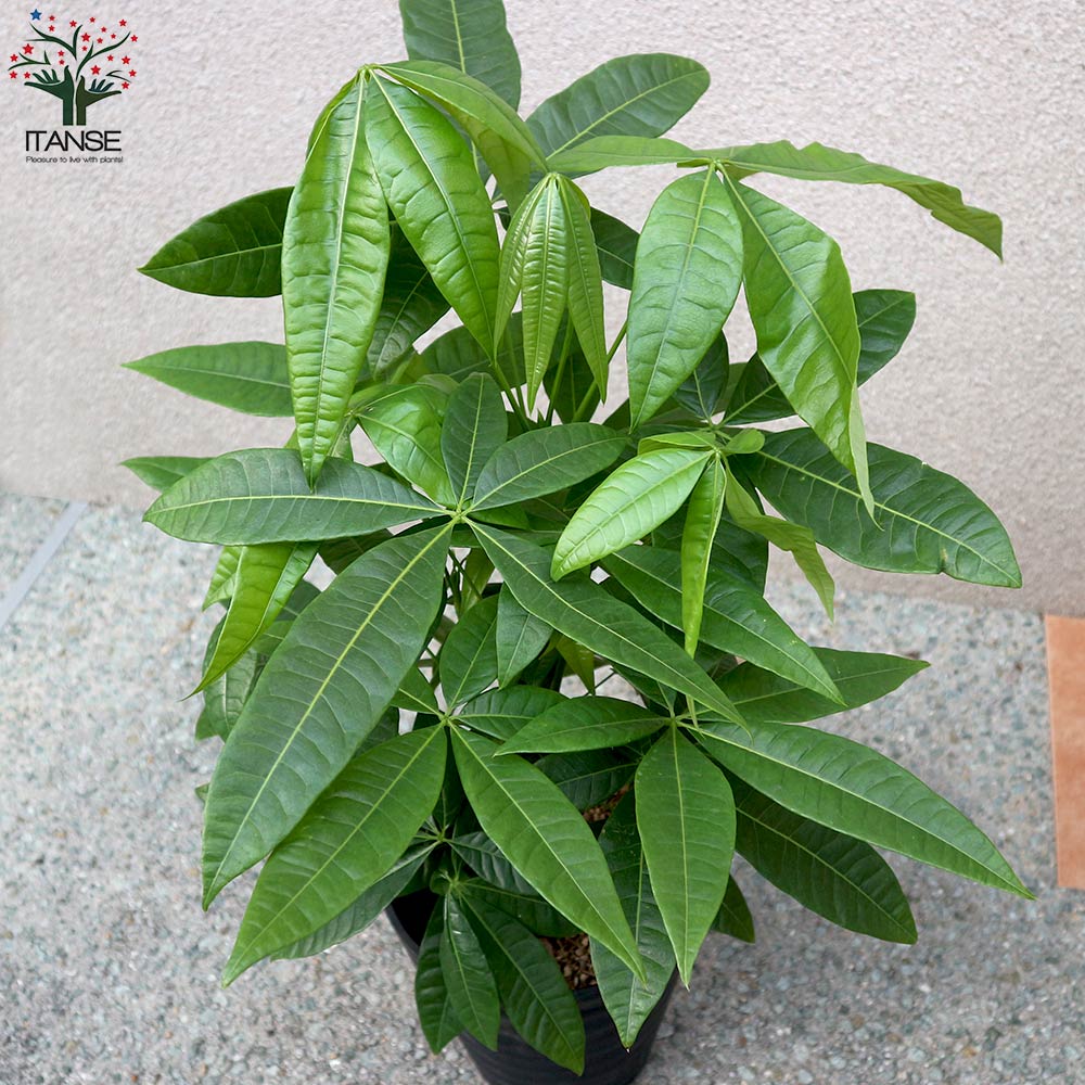 k*o様 パキラ　斑入りパキラ　　観葉植物　7号　約115センチ 観葉植物 パキラ 7号 斑入り パボ ジャー オフホワイト 付き