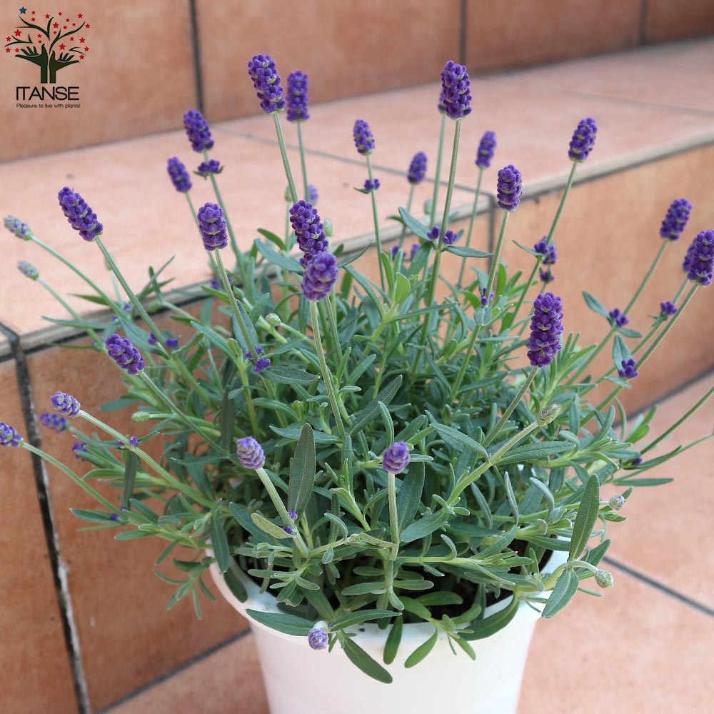 ラベンダーの苗 ほのか【ハーブの苗 5号鉢／1個売り】｜ 【植物の