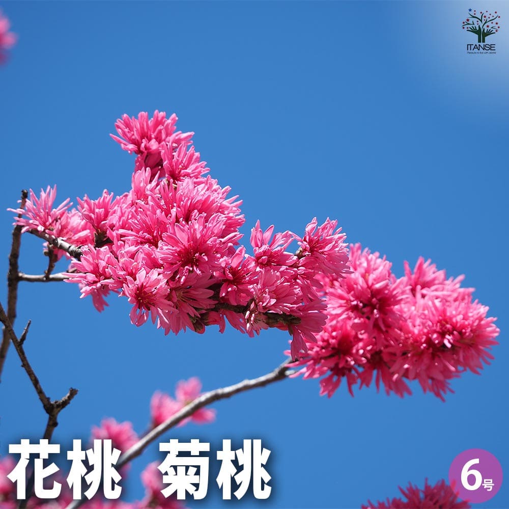 花桃の苗木 菊桃 【花木苗 6号／1個売り】｜ 【植物のITANSE