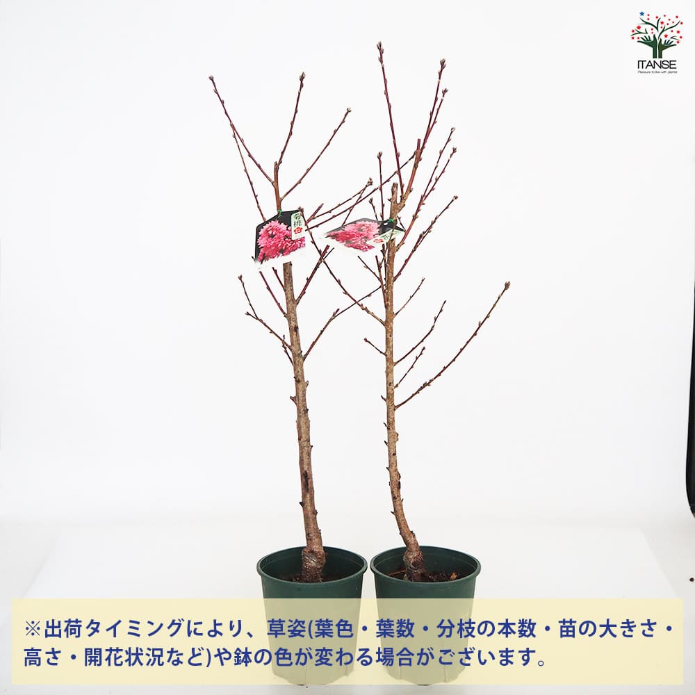 花桃の苗木 菊桃 【花木苗 6号／1個売り】｜ 【植物のITANSE