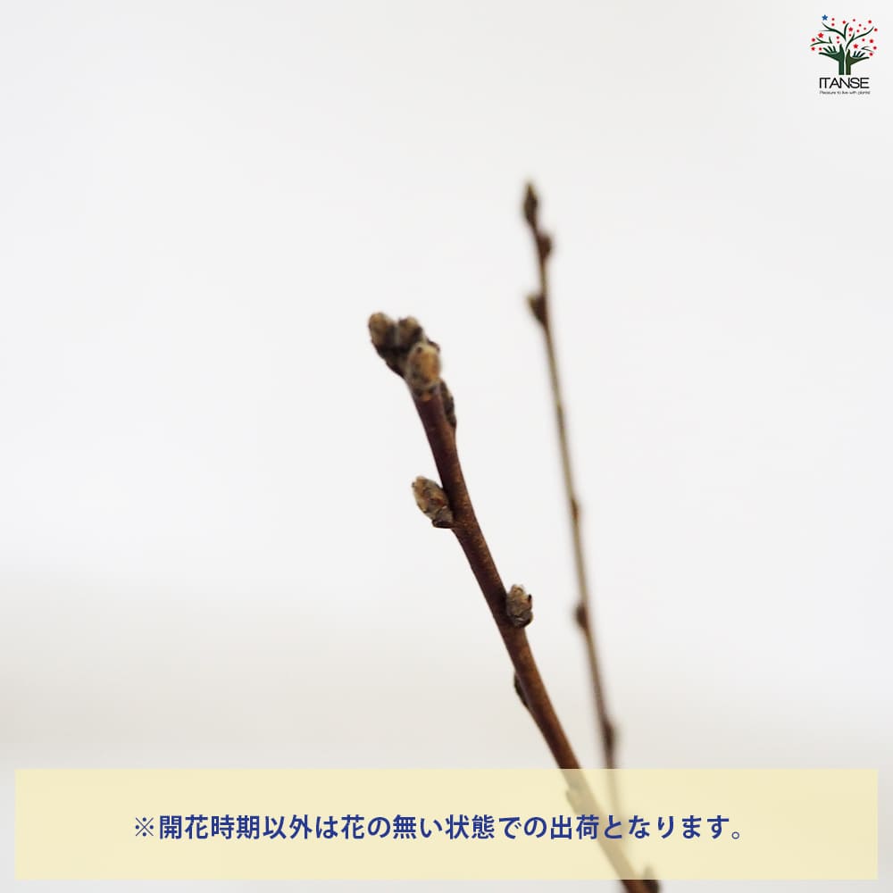 花桃の苗木 菊桃 【花木苗 6号／1個売り】｜ 【植物のITANSE