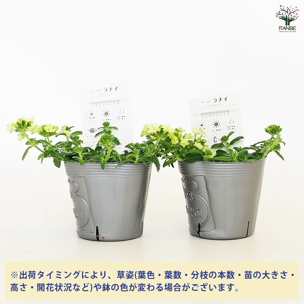 宿根バーベナ ラナイ アップルグリーン 【花苗 3.5号】｜ 【植物の