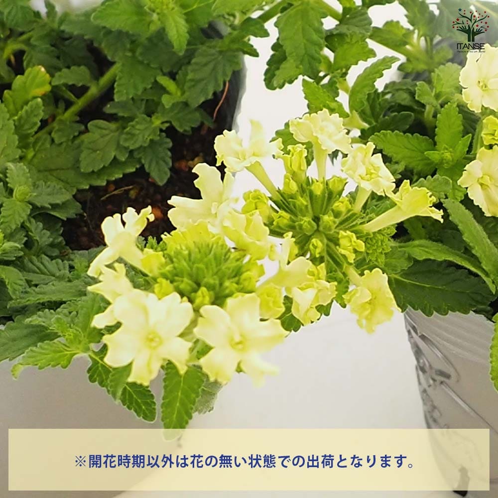 宿根バーベナ ラナイ アップルグリーン 【花苗 3.5号】｜ 【植物の