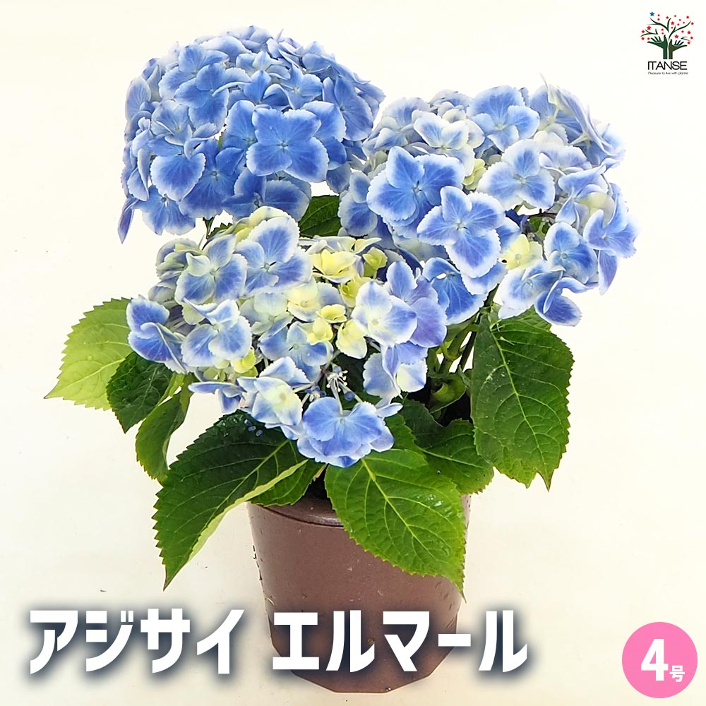 アジサイ エルマール 【花木苗 4号】｜ 【植物のITANSE】全品