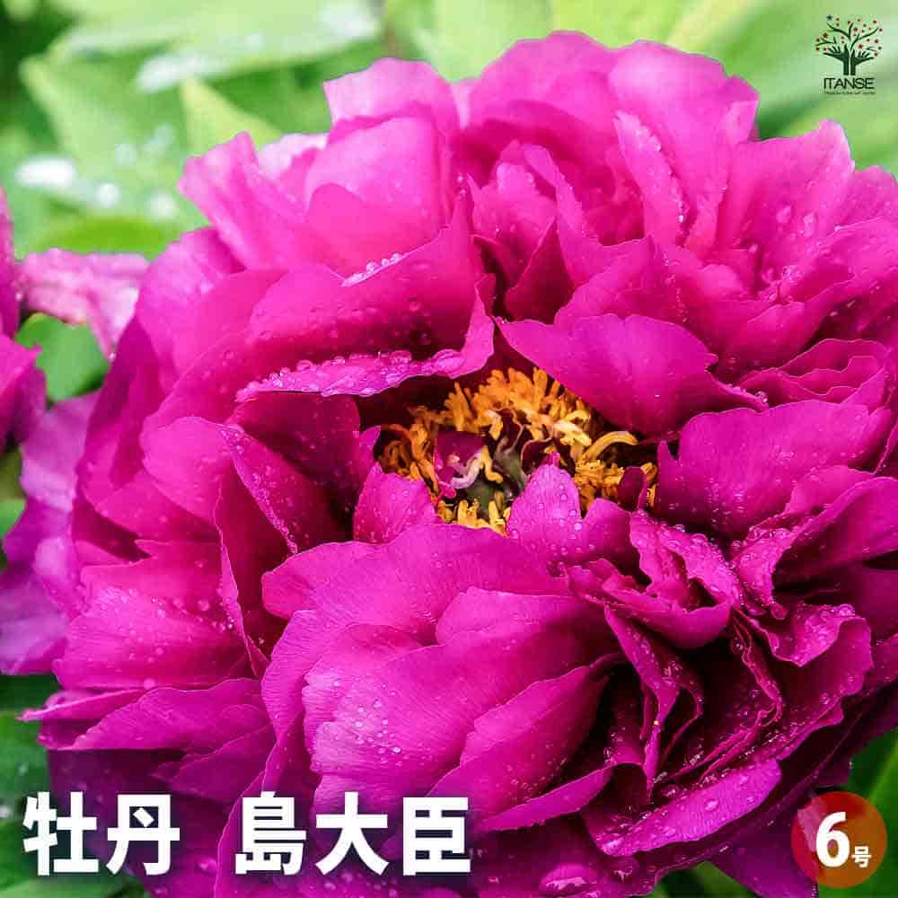 牡丹 島大臣 【花苗 6号／1個売り】｜ 【植物のITANSE】全品送料