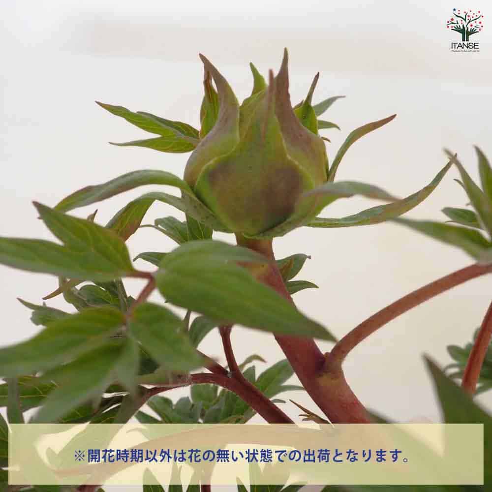 牡丹 島大臣 【花苗 6号／1個売り】｜ 【植物のITANSE】全品送料