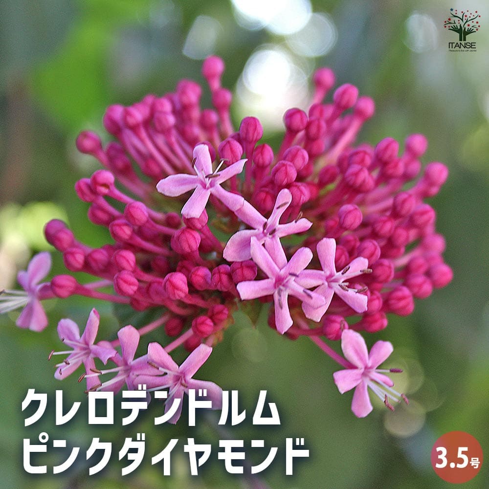 クレロデンドルム ピンクダイヤモンド 【花木苗 3.5号】｜ 【植物の