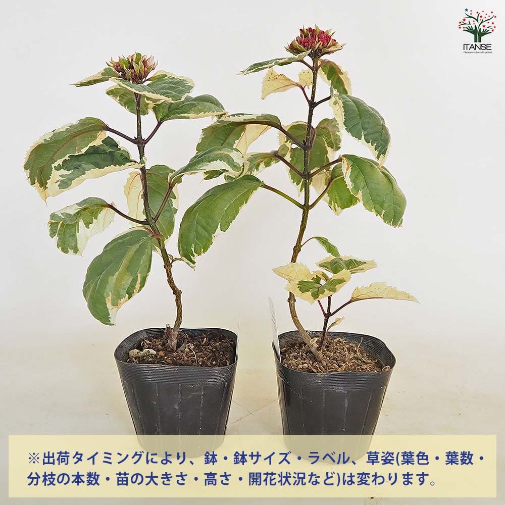 クレロデンドルム ピンクダイヤモンド 【花木苗 3.5号】｜ 【植物の
