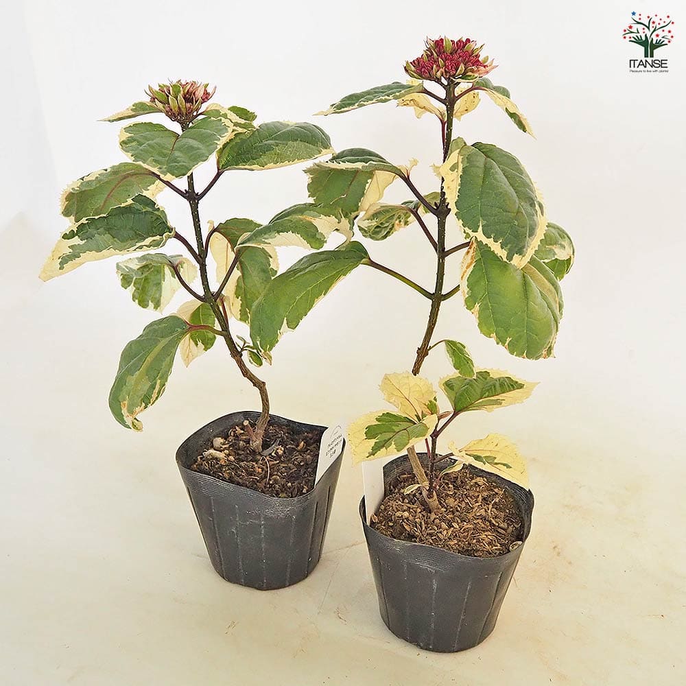 クレロデンドルム ピンクダイヤモンド 【花木苗 3.5号】｜ 【植物の