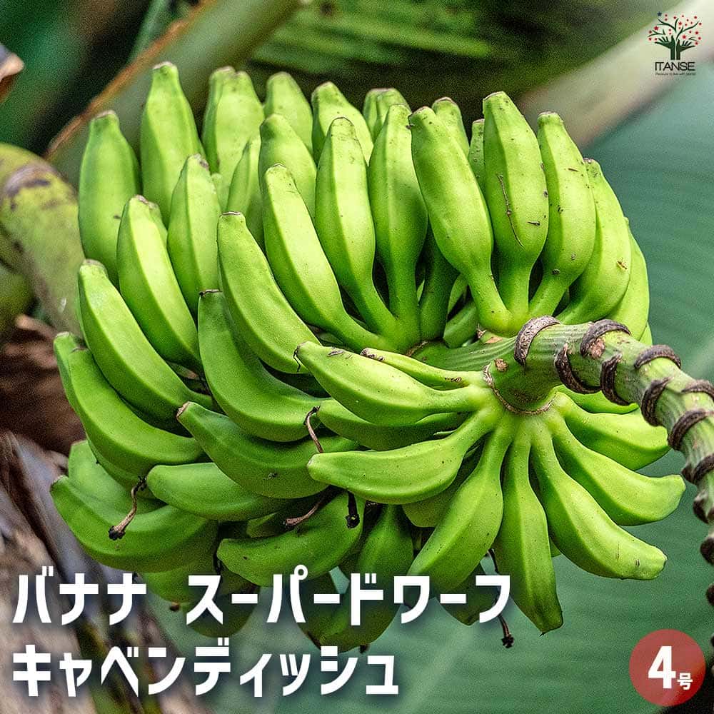 九州バナナ超特大　耐寒性フルーツバナナ苗 ② 九州バナナ超特大 耐寒性フルーツバナナ苗