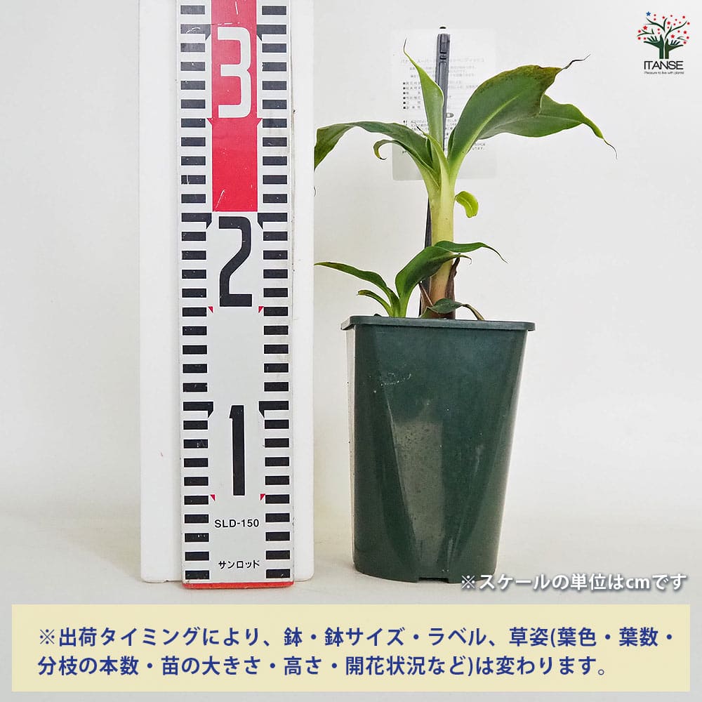 140㎝巨大苗＝超低木バナナ　スーパードワーフ台湾★1m以下で植木鉢収穫◆多果性 超低木バナナ スーパードワーフ台湾☆1m以下で植木鉢収穫◇多果性、