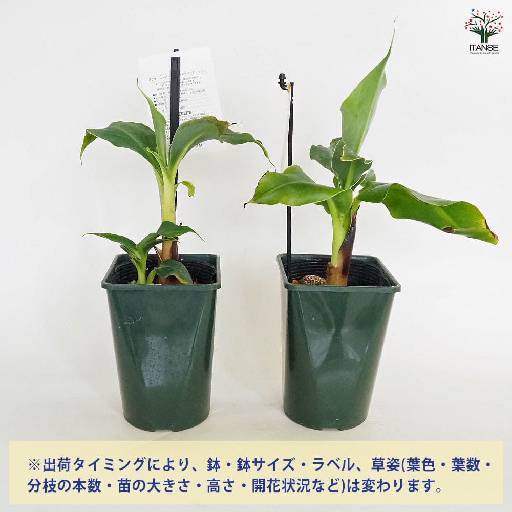ばななん バナナの苗 スーパードワーフキャベンディッシュ 【果樹の苗 4号